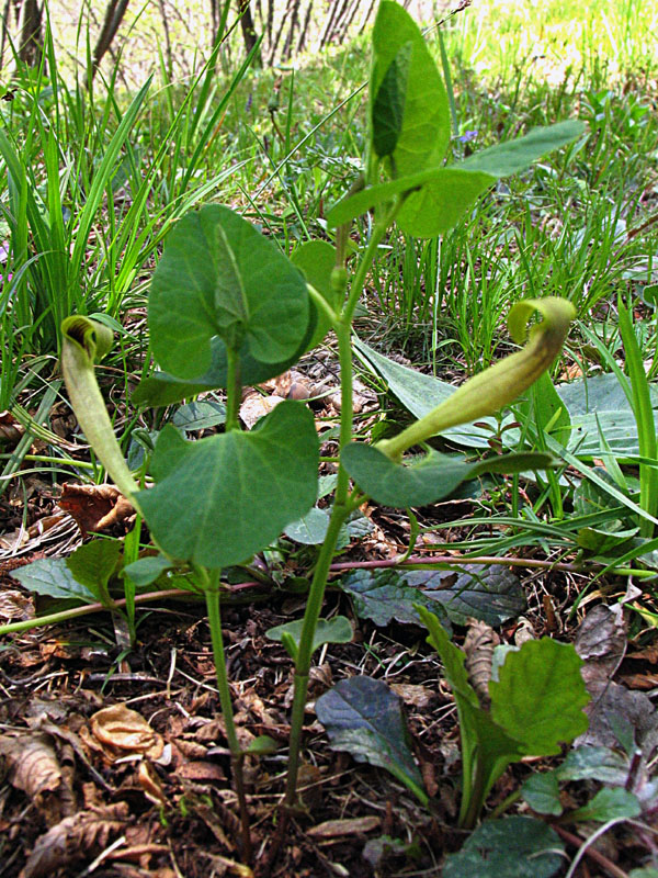 Aristolochia lutea